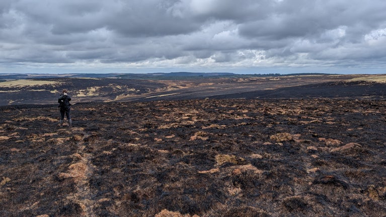 The impact of wildfire on Abergwesyn Common
